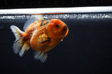 Yuan Bao Oranda  Calico 4 Inch (ID#228Yb10b-54) Free2Day SHIPPING