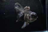 Thai Oranda  Panda 6.5 Inch (ID#1213To6b-87)