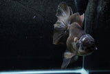 Thai Oranda  Panda 6.5 Inch (ID#1213To6b-87)