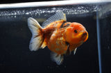 Yuan Bao Oranda  Calico 4 Inch (ID#228Yb10b-54) Free2Day SHIPPING