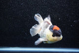 Short Body Thai Oranda  Tricolor 4 Inch (ID#1015To14b-71) Free2Day SHIPPING