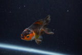 Baby Thai Oranda  Tricolor 3 Inch (ID#1129ToPTA-25) Free2Day SHIPPING