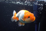 Juvenile Lionchu  Red White 3.5 Inch (ID#902R11a-73) Free2Day SHIPPING