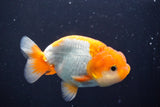 Juvenile Lionchu  Red White 3.5 Inch (ID#902R11a-73) Free2Day SHIPPING