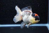 Short Body Thai Oranda  Tricolor 4 Inch (ID#1015To14b-71) Free2Day SHIPPING