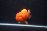 Jumbo Lionchu  Red White 5 Inch (ID#408R12a-79)