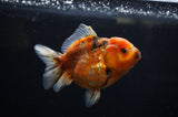 Yuan Bao Oranda  Calico 4 Inch (ID#228Yb10b-54) Free2Day SHIPPING