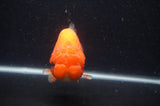 Jumbo Lionchu  Red White 5 Inch (ID#408R12a-79)