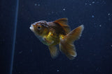 Baby Thai Oranda  Bronze 3 Inch (ID#1129ToPTA-26) Free2Day SHIPPING