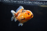 Yuan Bao Oranda  Calico 4 Inch (ID#228Yb10b-54) Free2Day SHIPPING