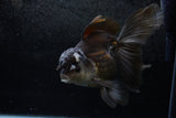 Thai Oranda  Panda 6.5 Inch (ID#1213To6b-87)