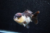 Short Body Thai Oranda  Panda 3.5 Inch (ID#1015To14b-72) Free2Day SHIPPING