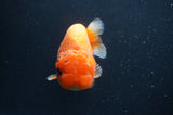 Jumbo Lionchu  Red White 5 Inch (ID#408R12a-79)