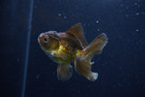 Baby Thai Oranda  Bronze 3 Inch (ID#1129ToPTA-26) Free2Day SHIPPING