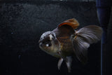 Thai Oranda  Panda 6.5 Inch (ID#1213To6b-87)