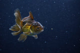 Baby Thai Oranda  Bronze 3 Inch (ID#1129ToPTA-26) Free2Day SHIPPING