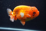 Jumbo Lionchu  Red White 5 Inch (ID#408R12a-79)