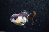 Short Body Thai Oranda  Panda 3.5 Inch (ID#1015To14b-72) Free2Day SHIPPING