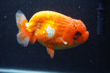 Jumbo Lionchu  Red White 5 Inch (ID#408R12a-79)