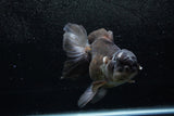 Thai Oranda  Panda 6.5 Inch (ID#1213To6b-87)