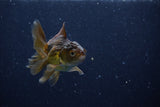 Baby Thai Oranda  Bronze 3 Inch (ID#1129ToPTA-26) Free2Day SHIPPING