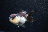 Short Body Thai Oranda  Panda 3.5 Inch (ID#1015To14b-72) Free2Day SHIPPING