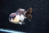 Short Body Thai Oranda  Panda 3.5 Inch (ID#1015To14b-72) Free2Day SHIPPING