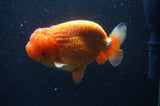 Jumbo Lionchu  Red White 5 Inch (ID#408R12a-79)