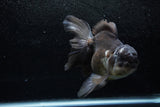 Thai Oranda  Panda 6.5 Inch (ID#1213To6b-87)