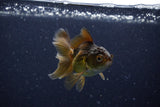 Baby Thai Oranda  Bronze 3 Inch (ID#1129ToPTA-26) Free2Day SHIPPING