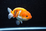 Juvenile Lionchu  Red White 4 Inch (ID#1108R11b-16) Free2Day SHIPPING