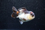 Short Body Thai Oranda  Panda 3.5 Inch (ID#1015To14b-72) Free2Day SHIPPING