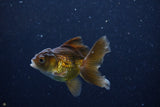 Baby Thai Oranda  Bronze 3 Inch (ID#1129ToPTA-26) Free2Day SHIPPING