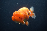 Jumbo Lionchu  Red White 5 Inch (ID#408R12a-79)