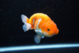 Juvenile Lionchu  Red White 4 Inch (ID#1108R11b-16) Free2Day SHIPPING