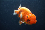 Jumbo Lionchu  Red White 5 Inch (ID#408R12a-79)