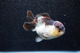 Short Body Thai Oranda  Panda 3.5 Inch (ID#1015To14b-72) Free2Day SHIPPING