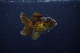 Baby Thai Oranda  Bronze 3 Inch (ID#1129ToPTA-26) Free2Day SHIPPING