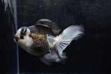 Thai Oranda  Panda 5.5 Inch (ID#1213To6b-88)