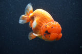 Jumbo Lionchu  Red White 5 Inch (ID#408R12a-79)