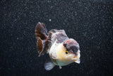 Short Body Thai Oranda  Panda 3.5 Inch (ID#1015To14b-72) Free2Day SHIPPING