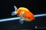 Juvenile Lionchu  Red White 4 Inch (ID#1108R11b-16) Free2Day SHIPPING