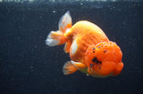 Jumbo Lionchu  Red White 5 Inch (ID#408R12a-79)