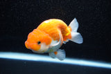 Juvenile Lionchu  Red White 4 Inch (ID#1108R11b-16) Free2Day SHIPPING