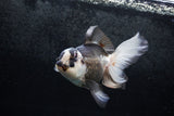 Thai Oranda  Panda 5.5 Inch (ID#1213To6b-88)