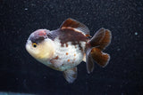 Short Body Thai Oranda  Panda 3.5 Inch (ID#1015To14b-72) Free2Day SHIPPING