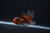 Baby Thai Oranda  Tricolor 3 Inch (ID#1129ToPTA-27) Free2Day SHIPPING