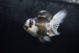 Thai Oranda  Panda 5.5 Inch (ID#1213To6b-88)