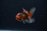 Baby Thai Oranda  Tricolor 3 Inch (ID#1129ToPTA-27) Free2Day SHIPPING