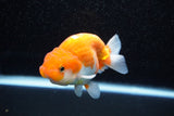 Juvenile Lionchu  Red White 4 Inch (ID#1108R11b-16) Free2Day SHIPPING